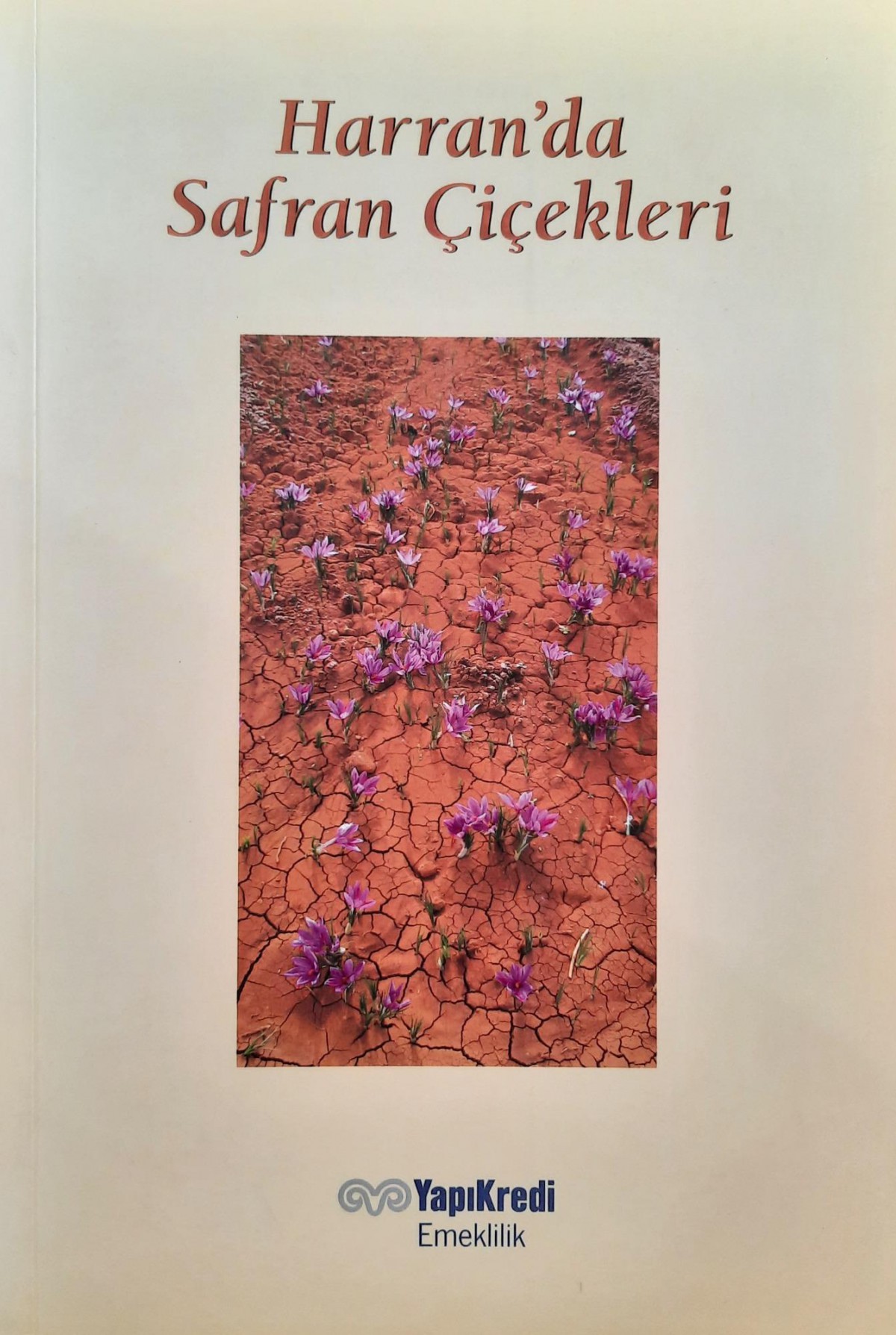 Harran'da Safran Çiçekleri