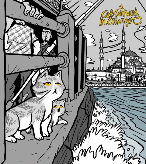 A Cat Compound in Cihangir